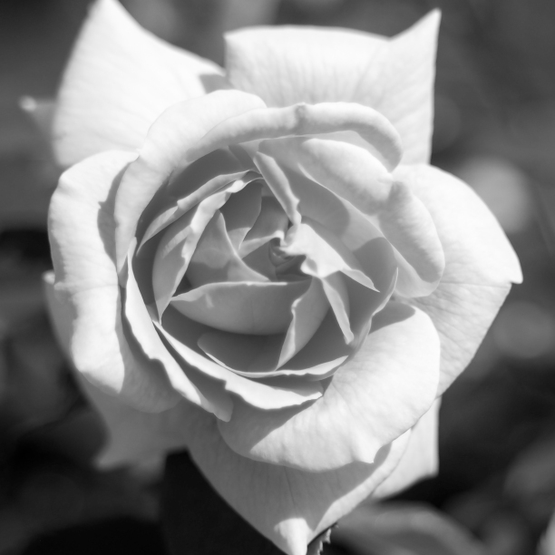 Arboretum Rose